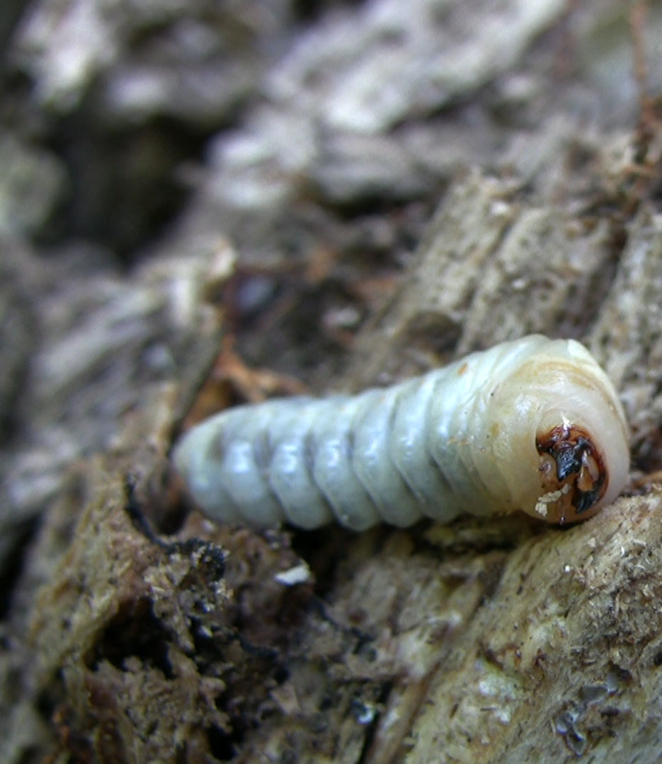 Larva da determinare - Cerambycidae
